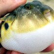 Puffer
