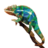 chameleonhead